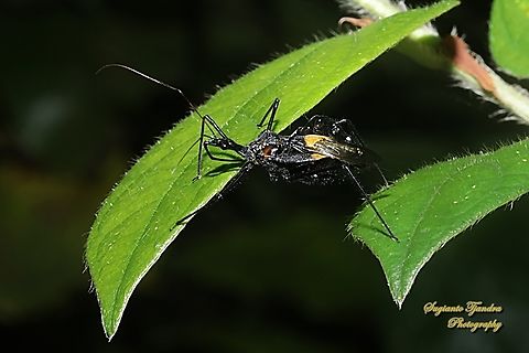 Assasin bug, Sycanus Sp., family Reduviidae  Geotagged,Indonesia,Summer