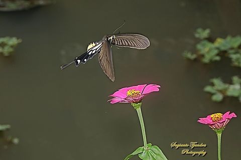 Ekor Gada Biasa (The Common Clubtail Butterfly), Losaria coon coon, family Papilionidae "flying over the Zinnia flower"  Common Clubtail,Geotagged,Indonesia,Losaria coon,Summer