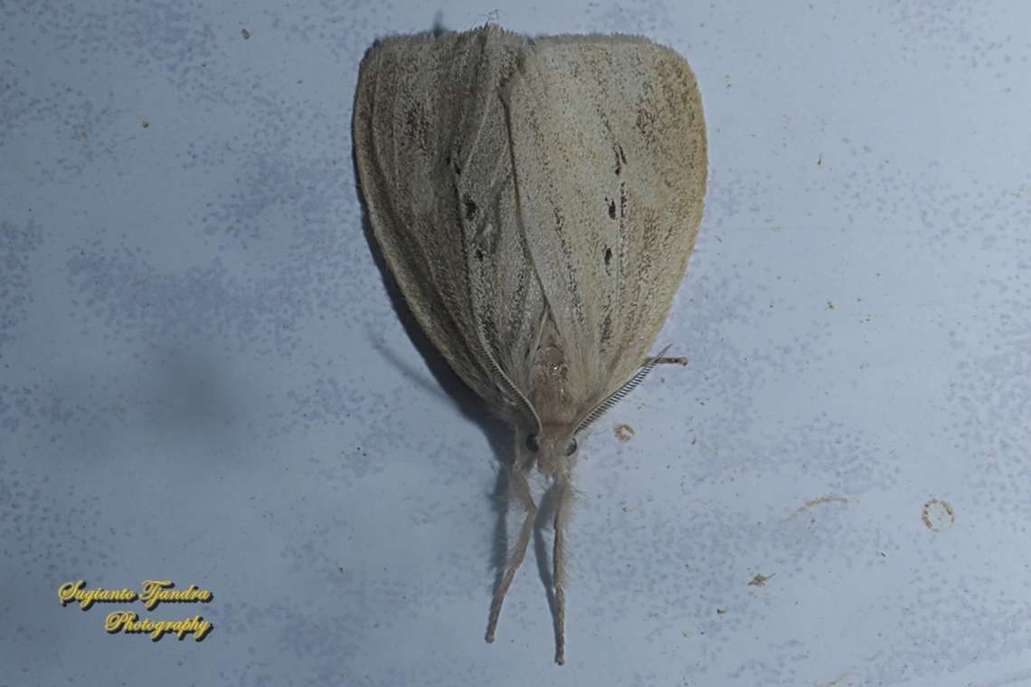 Tussock Moth, Lymantriinae  Geotagged,Indonesia,Summer