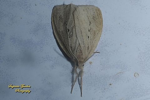 Tussock Moth, Lymantriinae  Geotagged,Indonesia,Summer