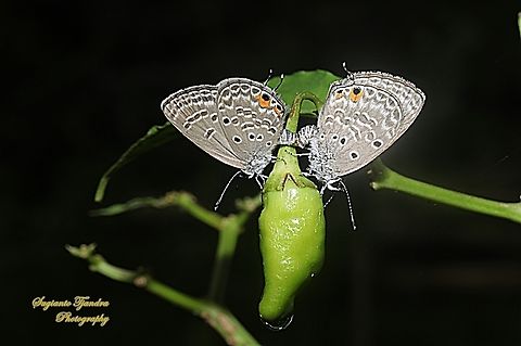 Cupid Polos / Plains Cupid Butterfly, Luthrodes (formerly Chilades) pandava pandava, family Lycaenidae "Mating on chilies will make it even hotter lol"  Geotagged,Indonesia,Luthrodes pandava,Plains Cupid,Summer