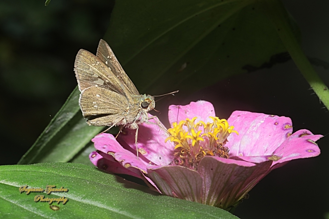 Skipper Butterfly, Borbo cinnara  Borbo cinnara,Geotagged,Indonesia,Rice Swift,Summer
