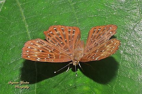 The Punchinello Butterfly, Zemeros flegyas javanus, family Riodinidae  Geotagged,Indonesia,Punchinello,Summer,Zemeros flegyas