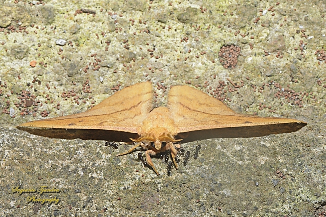 Cricula silkmoth, Cricula trifenestrata - Male  Cricula Silkmoth,Cricula trifenestrata,Geotagged,Indonesia,Summer