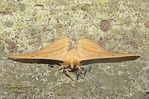 Cricula silkmoth, Cricula trifenestrata - Male  Cricula Silkmoth,Cricula trifenestrata,Geotagged,Indonesia,Summer