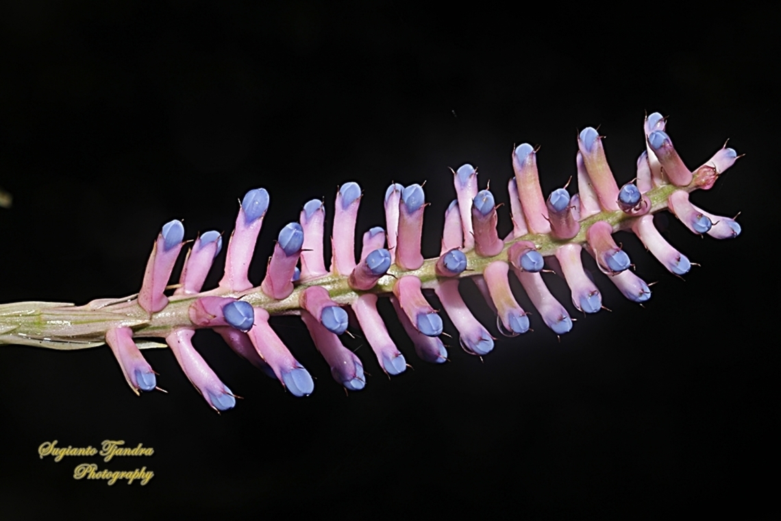Pink blue Aechmea, apocalyptica gamesopela bromeliad flower  Aechmea apocalyptica,Geotagged,Indonesia,Summer