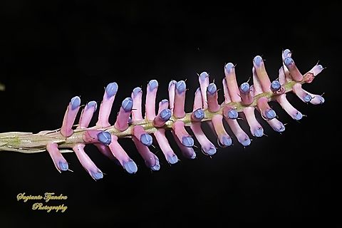 Pink blue Aechmea, apocalyptica gamesopela bromeliad flower  Aechmea apocalyptica,Geotagged,Indonesia,Summer