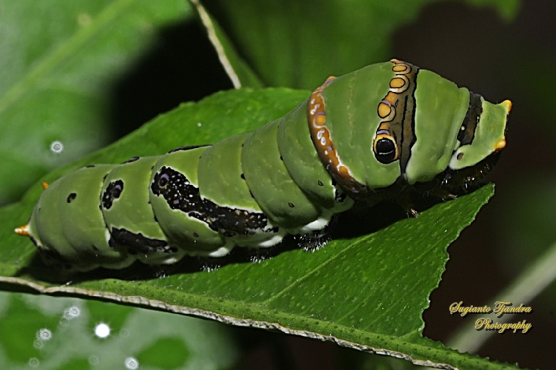 Caterpillar of The Common Lime butterfly, Papilio demoleus  Geotagged,Indonesia,Lime Swallowtail,Papilio demoleus,Summer