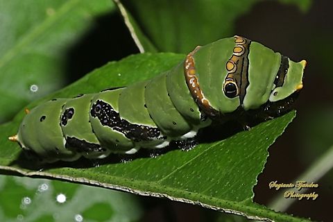 Caterpillar of The Common Lime butterfly, Papilio demoleus  Geotagged,Indonesia,Lime Swallowtail,Papilio demoleus,Summer