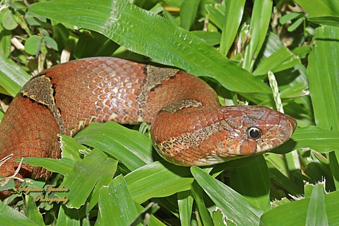 Brown Kukri Snake, Olihodon purpurascens  Brown kukri snake,Geotagged,Indonesia,Oligodon purpurascens,Summer