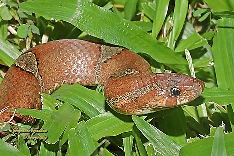 Brown Kukri Snake, Olihodon purpurascens  Brown kukri snake,Geotagged,Indonesia,Oligodon purpurascens,Summer