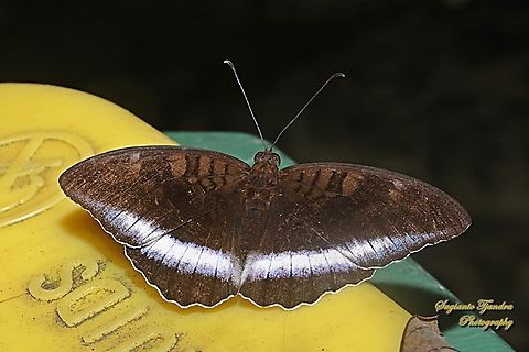Horsfield's Baron butterfly, Java Tanaecia iapis iapis  Geotagged,Horsfield's Baron,Indonesia,Summer,Tanaecia iapis