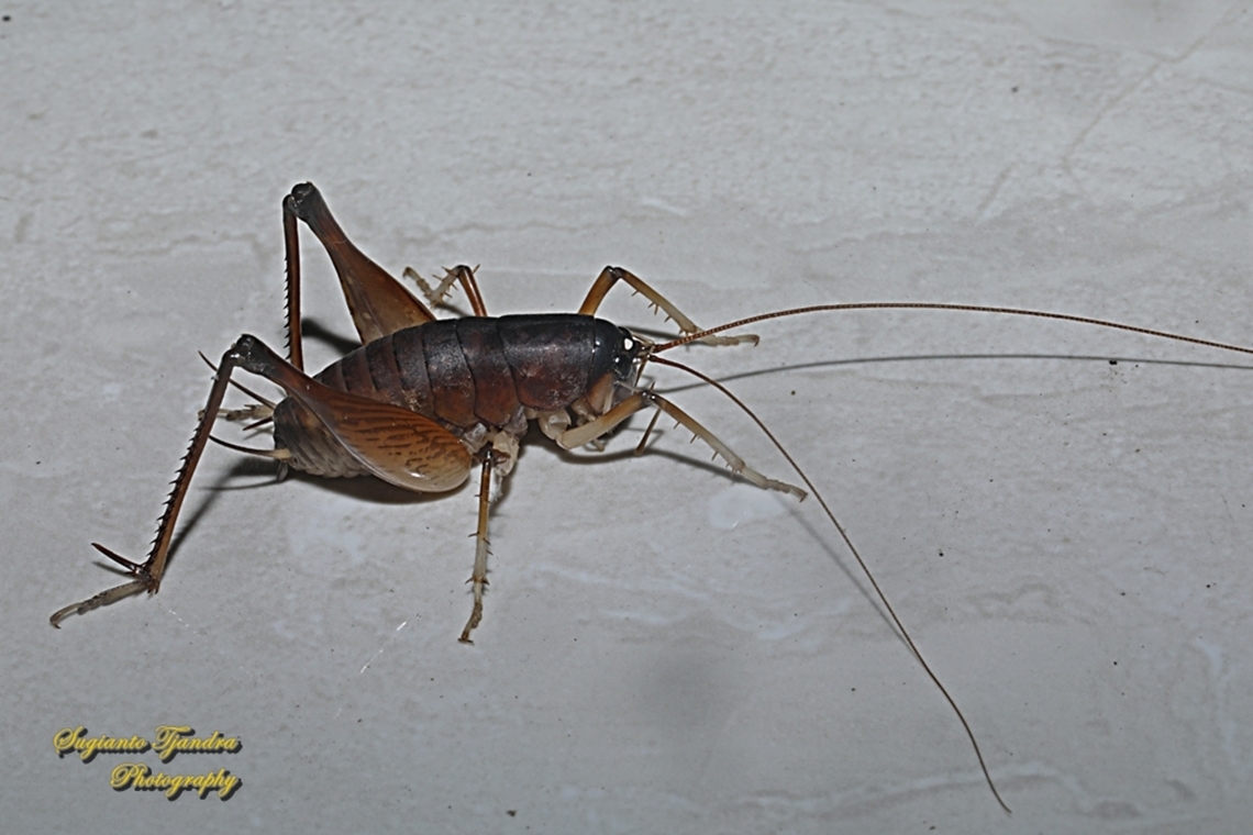 Cave Cricket, family Rhaphidophoridae  Geotagged,Indonesia,Summer
