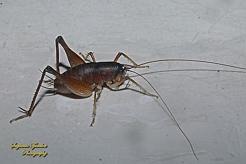 Cave Cricket, family Rhaphidophoridae  Geotagged,Indonesia,Summer