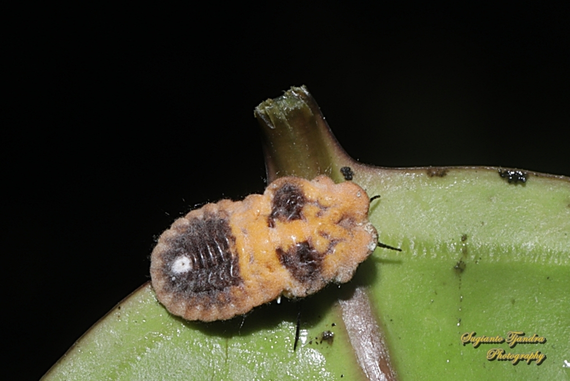 Larvae of planthopper  Geotagged,Indonesia,Summer