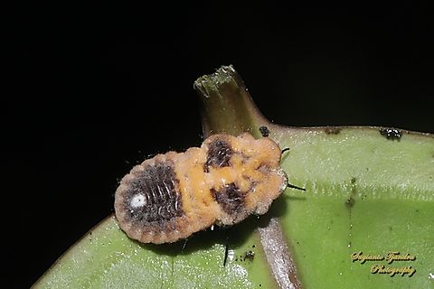 Larvae of planthopper  Geotagged,Indonesia,Summer