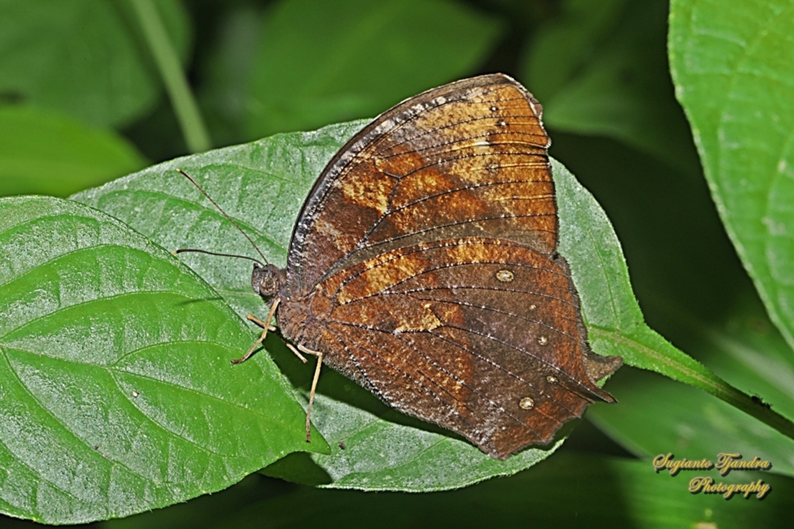 Dark Evening Brown, Melanitis phedima phedima  Dark evening brown,Geotagged,Indonesia,Melanitis phedima,Summer