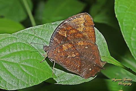 Dark Evening Brown, Melanitis phedima phedima  Dark evening brown,Geotagged,Indonesia,Melanitis phedima,Summer