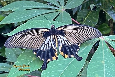 Great Mormon Swallowtail Butterfly, Papilio memnon form-achates, (Papilionidae) - female  Fall,Geotagged,Great Mormon,Indonesia,Papilio memnon