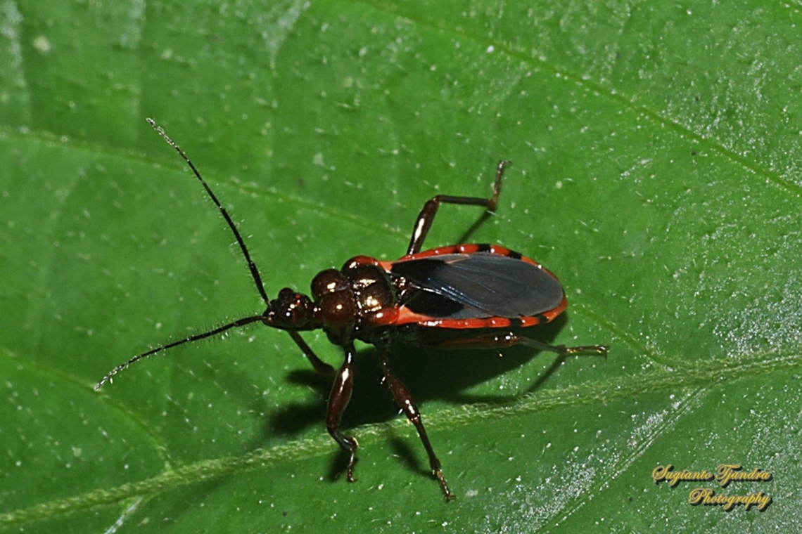 Millipede Assassin Bug, Ectrichodiinae, Reduviidae  Geotagged,Indonesia,Summer
