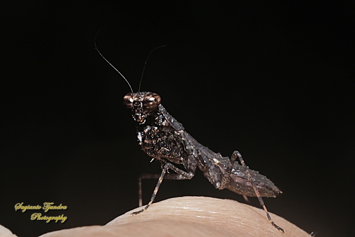 Brown praying mantis, Gonypetid Mantises , Gonypeta Sp, subfamily Gonypetinae, Family Gonypetidae  Geotagged,Indonesia,Summer