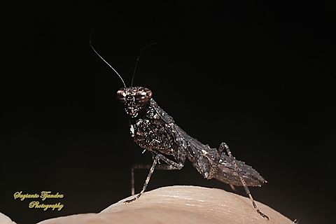 Brown praying mantis, Gonypetid Mantises , Gonypeta Sp, subfamily Gonypetinae, Family Gonypetidae  Geotagged,Indonesia,Summer