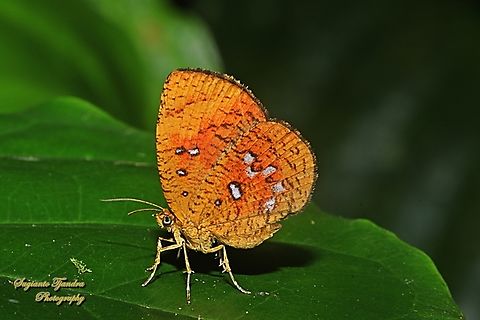 Callidula Moth, Callidula sakuni sakuni (family Callidulidae)  Callidula sakuni,Geotagged,Indonesia,Summer
