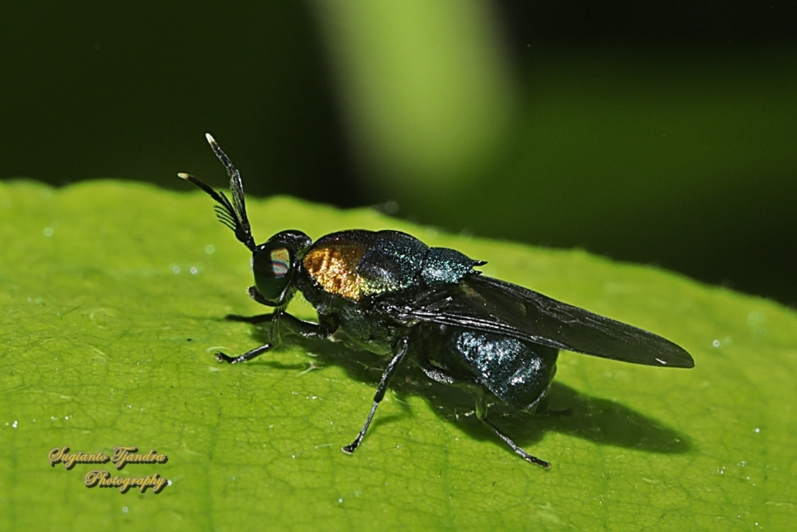 Soldier fly, Ptilocera quadridentata, family Stratiomyidae  Geotagged,Indonesia,Ptilocera quadridentata,Summer