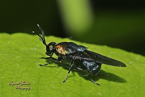 Soldier fly, Ptilocera quadridentata, family Stratiomyidae  Geotagged,Indonesia,Ptilocera quadridentata,Summer