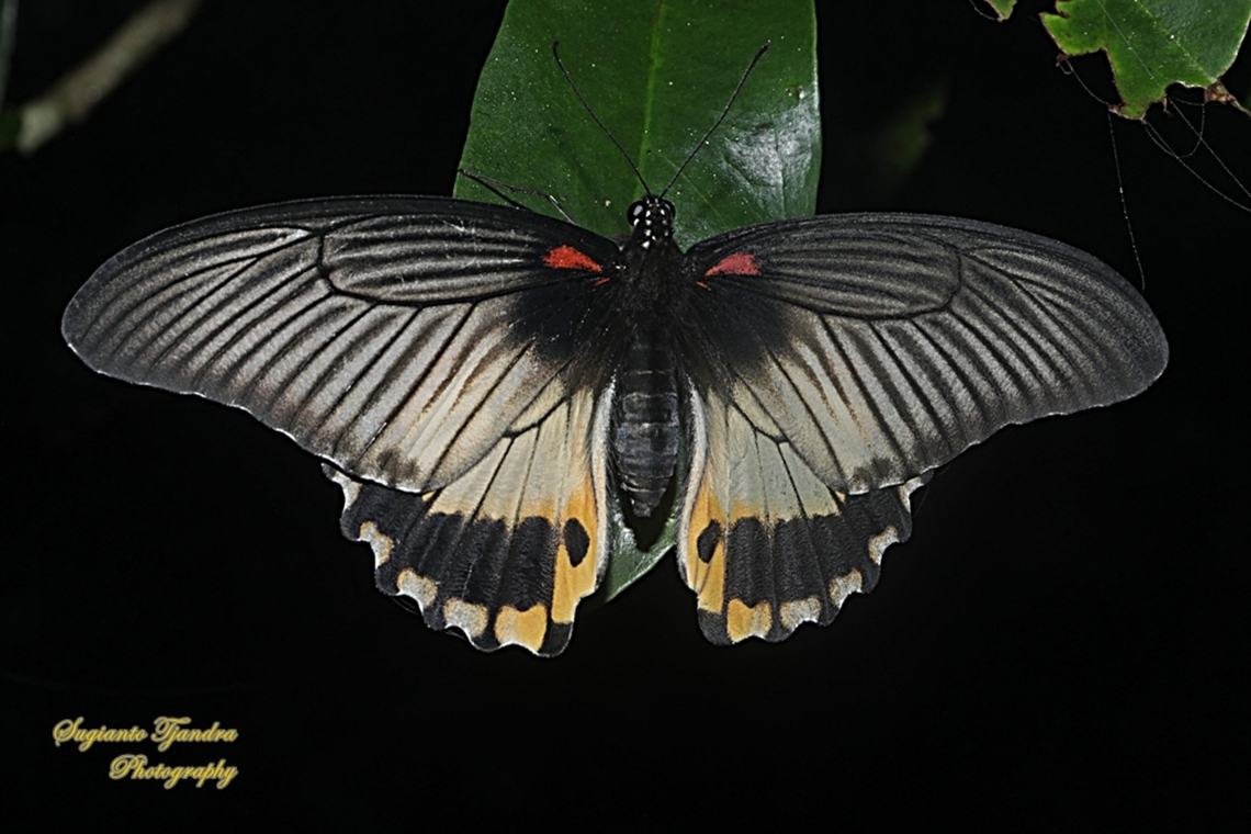Great Mormon Butterfly, Papilio memnon memnon f. hiera  Geotagged,Great Mormon,Indonesia,Papilio memnon,Summer