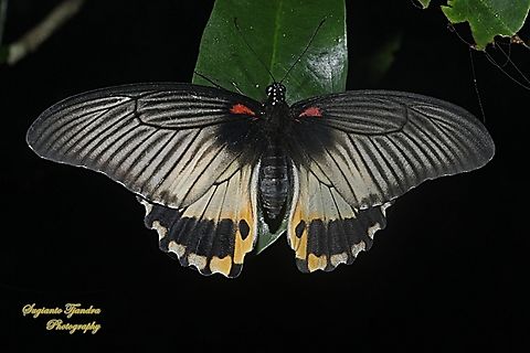 Great Mormon Butterfly, Papilio memnon memnon f. hiera  Geotagged,Great Mormon,Indonesia,Papilio memnon,Summer