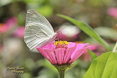 Lemon Emigrant, Catopsilia pomona pomona form-hilaria  Catopsilia pomona,Geotagged,Indonesia,Lemon Migrant,Summer