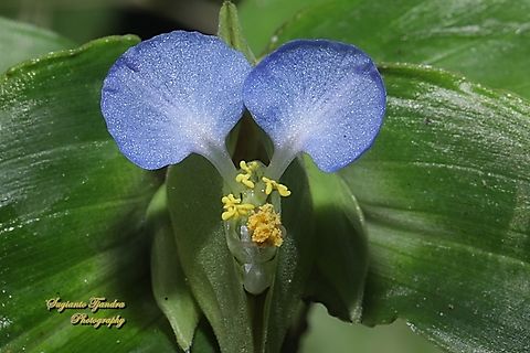 Asiatic dayflower, Commelina communis  Asiatic dayflower,Commelina communis,Geotagged,Indonesia,Summer