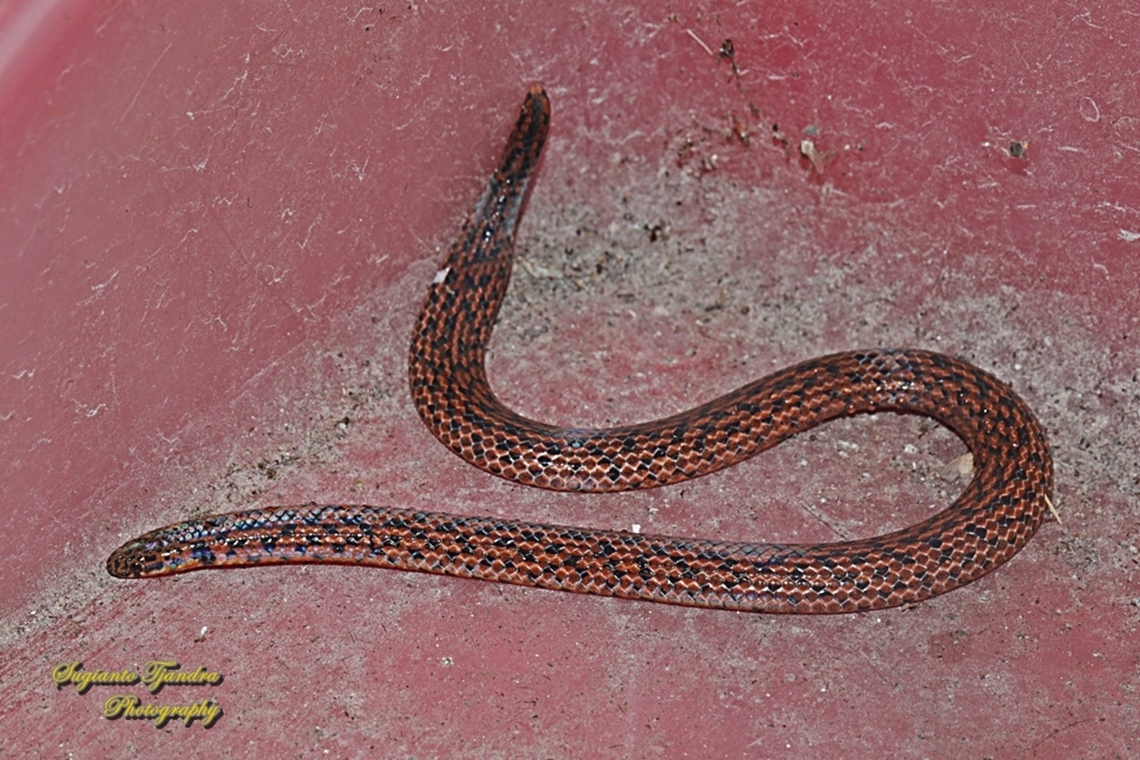 Linne's Dwarf Snake, Calamaria linnaei  Calamaria linnaei,Geotagged,Indonesia,Linne's Dwarf Snake,Summer