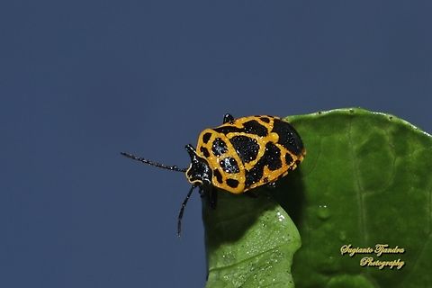 Painted Bug, Eurydema dominulus, family Pentatomidae  Eurydema dominulus,Geotagged,Indonesia,Painted Bug,Summer