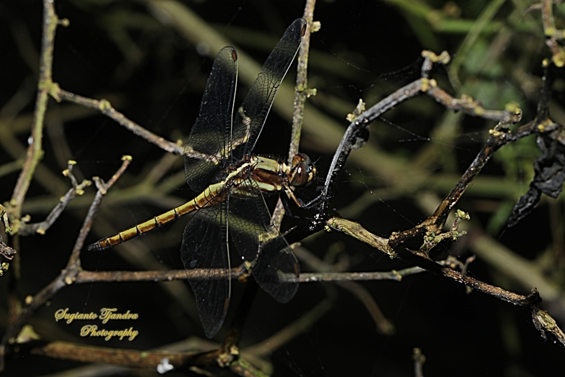 Blue marsh hawk, Orthetrum glaucum-female  Blue Marsh Hawk,Geotagged,Indonesia,Orthetrum glaucum,Summer