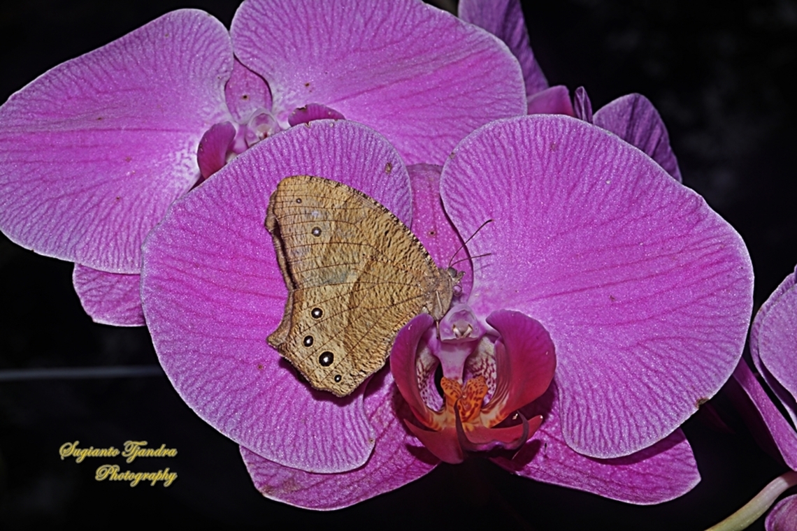 Common evening brown, Melanitis leda lacrima standing on the Orchid flowers  Common evening brown,Geotagged,Indonesia,Melanitis leda,Summer