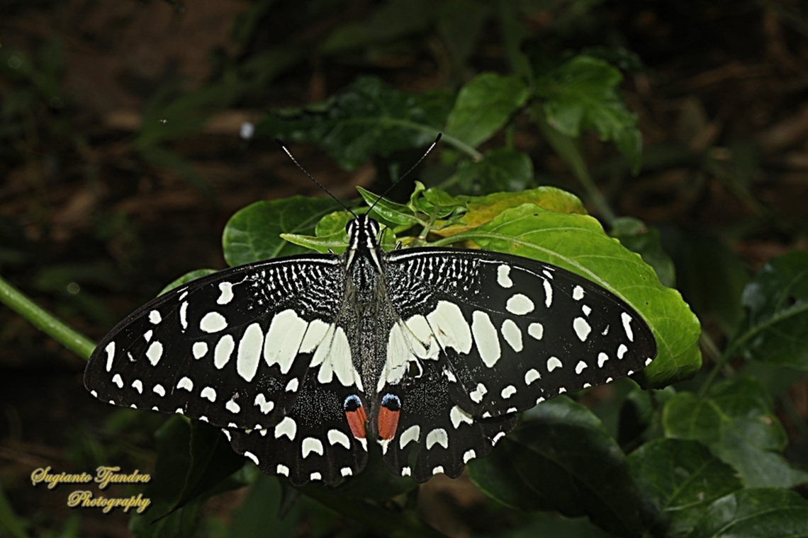 Lime Swallowtail butterfly, Papilio demoleus  Geotagged,Indonesia,Lime Swallowtail,Papilio demoleus,Summer