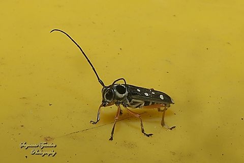 Longhorn beetle, Glenea camilla, family Cerambycidae  Geotagged,Glenea camilla,Indonesia,Summer