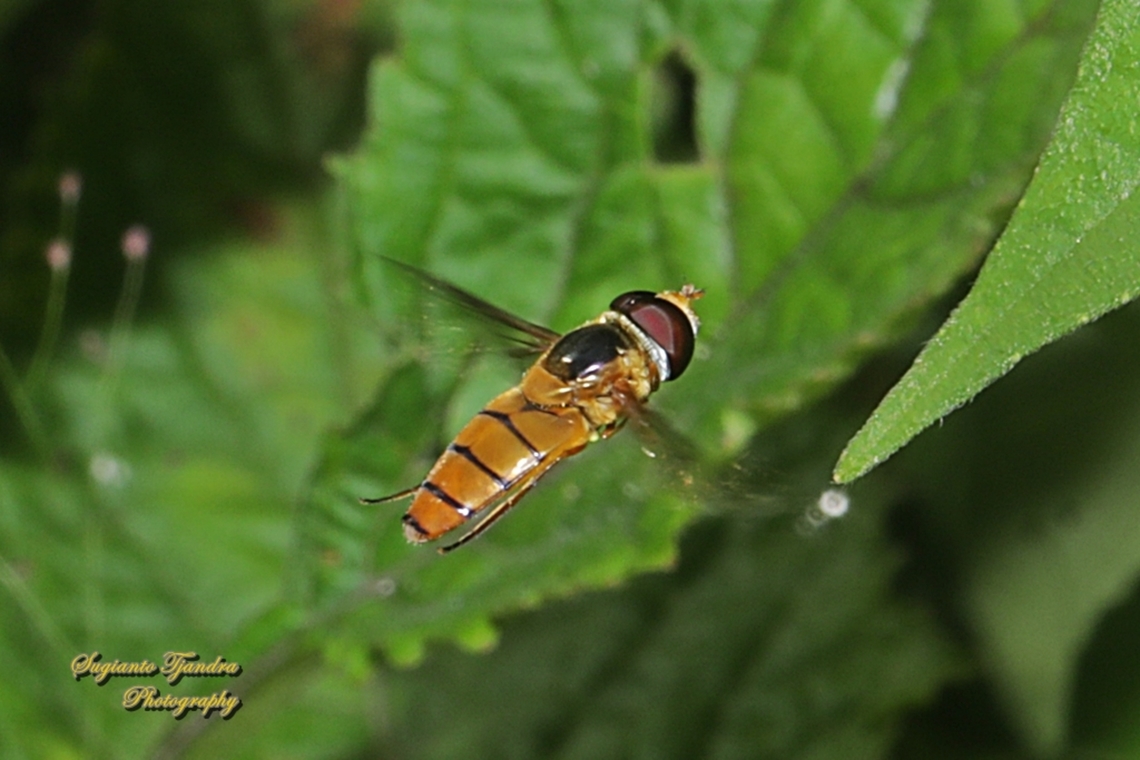 Black-banded Hoverfly, Asarkina Sp. family Syrphidae "Hovering"  Geotagged,Indonesia,Summer