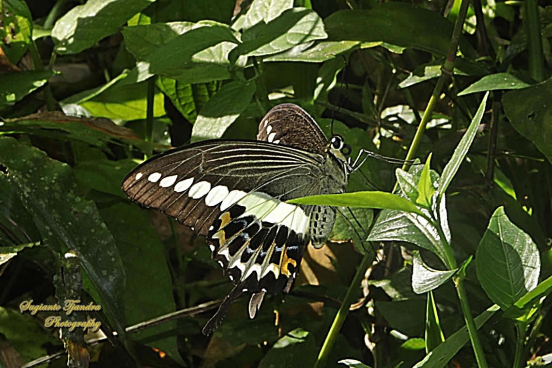 Ekor Walet Pita/The banded swallowtail butterfly, Papilio demolion demolion  Banded Swallowtail,Geotagged,Indonesia,Papilio demolion,Summer