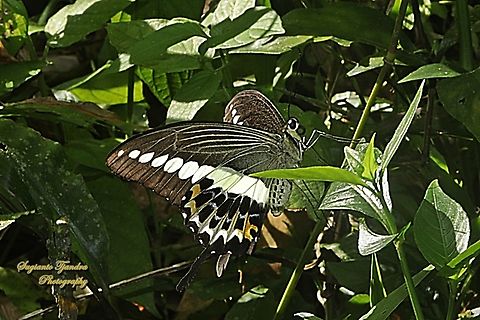 Ekor Walet Pita/The banded swallowtail butterfly, Papilio demolion demolion  Banded Swallowtail,Geotagged,Indonesia,Papilio demolion,Summer