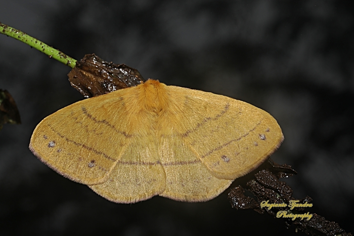 Monkey Moth, Eupterote Sp., family Eupterotidae (???)  Geotagged,Indonesia,Summer