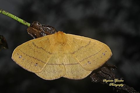 Monkey Moth, Eupterote Sp., family Eupterotidae (???)  Geotagged,Indonesia,Summer
