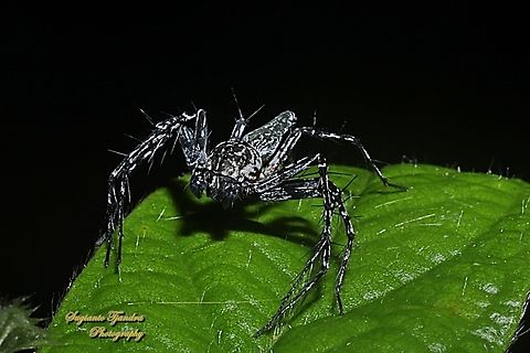 Asian Lynx Spider, Hamadruas sp, family Oxyopidae - Male  Geotagged,Indonesia,Summer