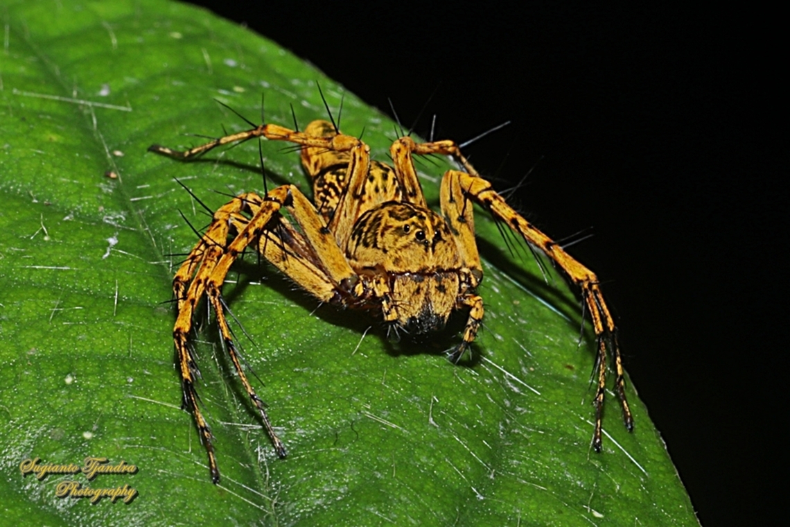 Asian Lynx Spider, Hamadruas sp, family Oxyopidae - Female  Geotagged,Indonesia,Summer