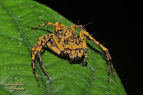 Asian Lynx Spider, Hamadruas sp, family Oxyopidae - Female  Geotagged,Indonesia,Summer