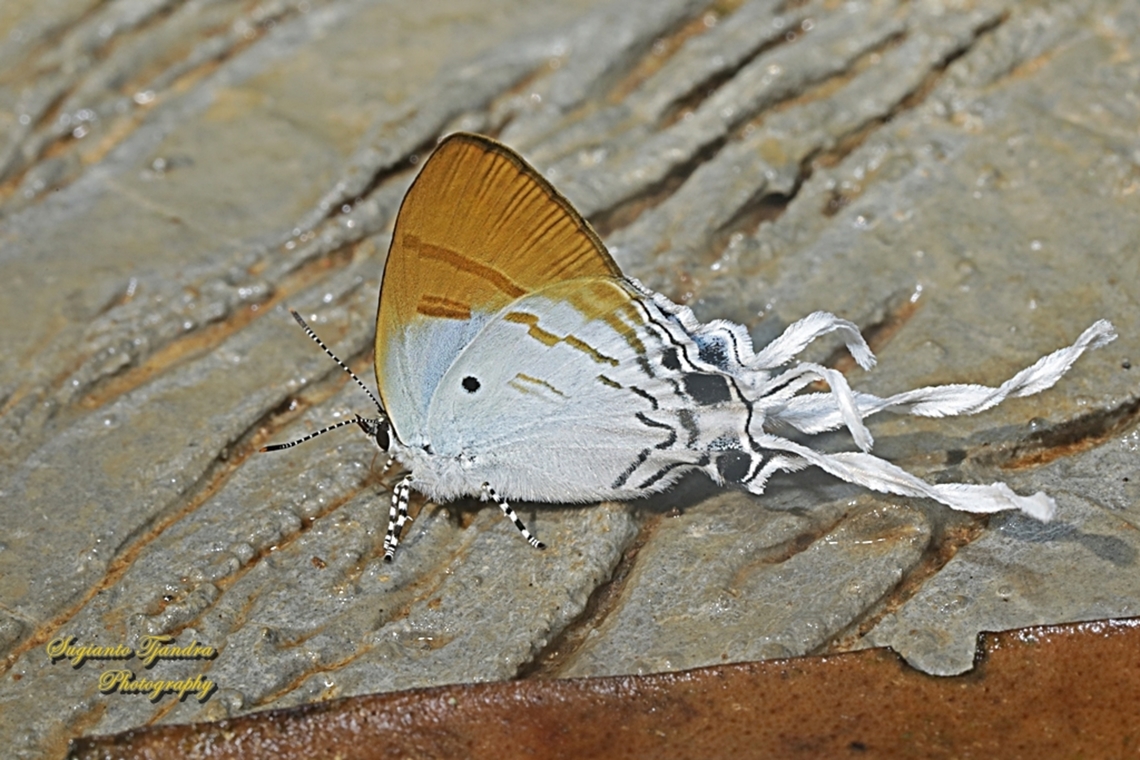 Dada Berbulu / Fluffy Tit butterfly, Zeltus amasa pompaedius  Fluffy tit,Geotagged,Indonesia,Summer,Zeltus amasa