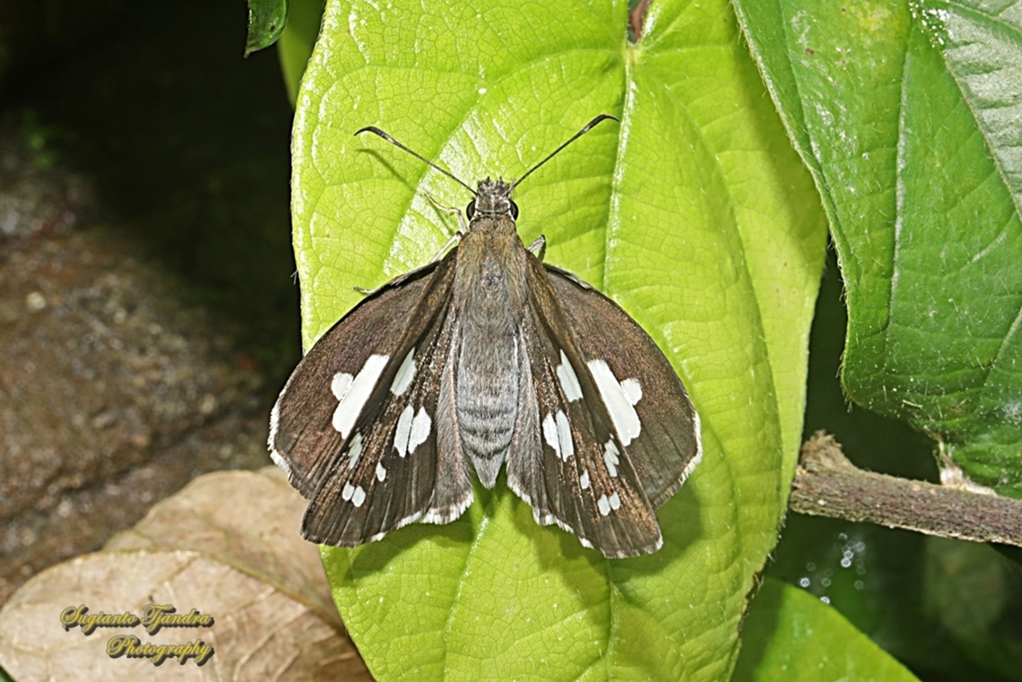 Skipper Butterfly, Setan Alang / Grass Demon, Udaspes folus  Geotagged,Grass demon,Indonesia,Summer,Udaspes folus