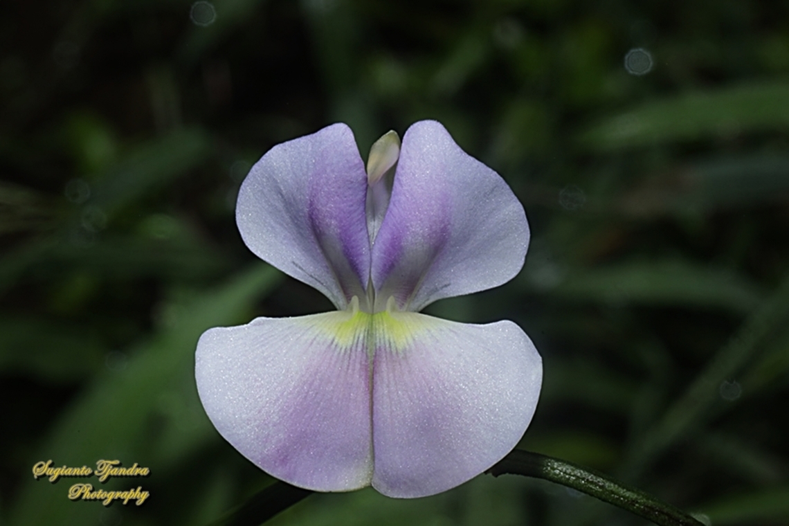 Bunga Kacang Panjang / Yard long bean flower (Vigna unguiculata subsp. sesquipedalis )  Cowpea,Fall,Geotagged,Indonesia,Vigna unguiculata
